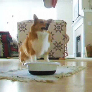dog,food,adorable,excited,puppy,exciting,corgi