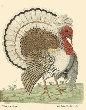 thanksgiving,turkey,twerking,book illustration,thanksgiffing
