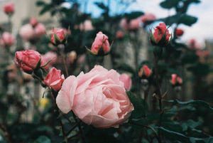 vintage,rose,floral,flowers,photography,pink