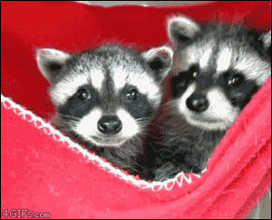 raccoon,hammock,animals,cute,yawn,cubs,kit