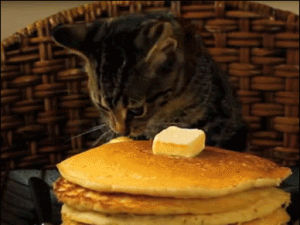 cat,breakfast,pancake