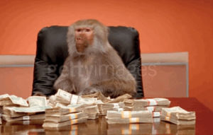 monkey,money,office monkey,cash,investor,dollars,baboon,startup,coupons,free money,couponing,dollar,startups