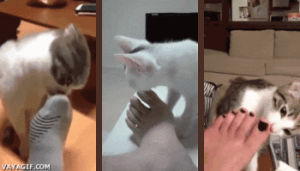 feet,cat,smelling