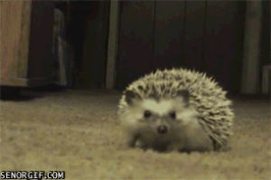 hedgehog,cute animal