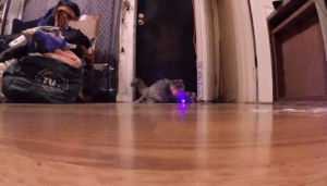 cat,house,lasers