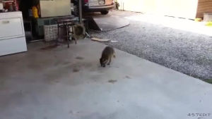 raccoon,food,steals