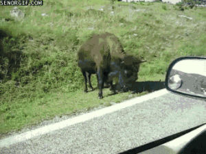 buffalo,yikes,animals,attack,watching,chasing,close call,bad jokes