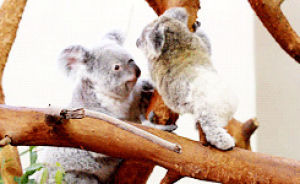 koala,animals,jumping,tree,staring