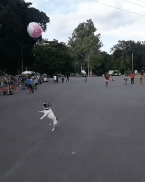bulldog,air,balloon