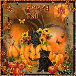 fall,picture,cats