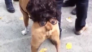 omg,butt,dog,face,glasses,you,everything,tail,wig,wag,wah
