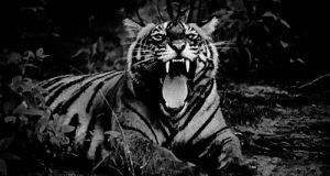 tiger,cute,animals