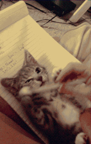 pencil,pen,notepad,cat,kitten,homework,here you go,whoa dude