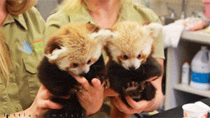 red panda,cuddle,animals,kiss,twins,set,littleanimals