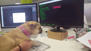 developer,hacker,french bulldog,cute dog,dog