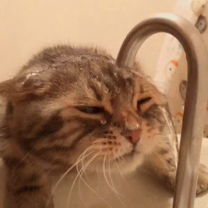 drinking,futile,faucet,hopeless,cat,thirsty