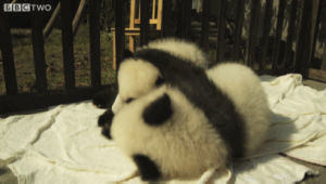 cuddling,animals,panda,licking