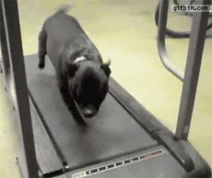 treadmill,dog