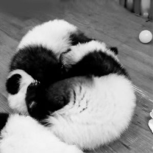 bear,happy,animals,animal,panda,playful,panda bear,baby panda,alice nine tora