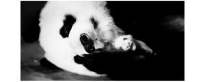 cute,animals,baby,animal,bear,panda,sleeping,loving,panda bear,baby panda,giant panda