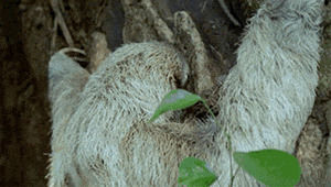sloth,treehole