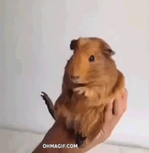 guinea pig,reaction,face,air,mouth,mixed,gush