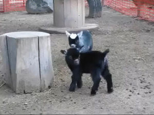 baby,goats