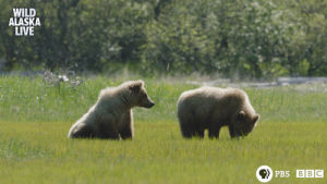 wildlife,bear,cute,animals,bbc,bbc one,alaska,alaska live,live tv,brown bear