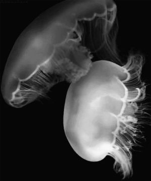 black and white,jellyfish