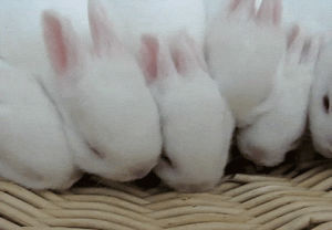 rabbit,animals,cute,sniffing