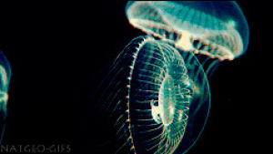 jellyfish,animals,animal,black,sea,sea animals,swiming,jellyfishes,art design