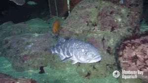 monterey bay aquarium,deep sea,monterey bay habitats exhibit,psychedelic cat