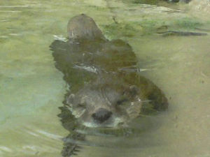 otter,animals,smile,water,zoo