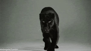 panther,cat,animals,walking,stalking