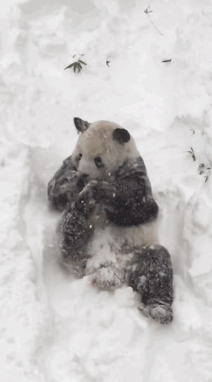 animals,news,snow,mic,panda,weather,blizzard,pandas,snowstorm,national zoo,snowstorm jonas,tian tian