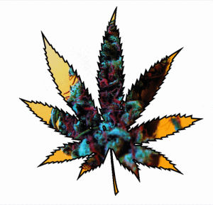 marijuana,weed,hash,drugs