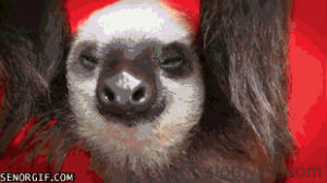 sloths,animals,sleeping,bucket,buckets,cute critters