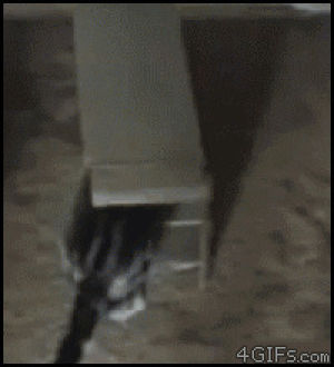 cat,box,trap,slide,stairs