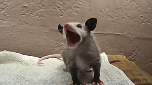 opossum,food,animals