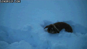 falling,rabbit,animals,cute,snow,bunnies,searching,bunday