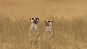 meerkats,love,i love you