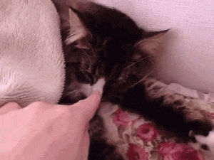 tickle,cat,nose