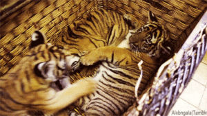 cuddle,baby,tiger,cub