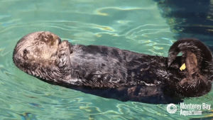 monterey bay aquarium,otter,summer,relaxing,fur,grooming,sea otter,blase otter,enhydra lutris,great tide pool,wild sea otter,southern sea otter,pool life,wild otter