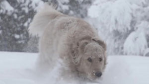 snow,dogs