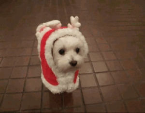 christmas,cute dog,merry christmas,baby dog,christmas animals,funny animals,animal christmas,dog