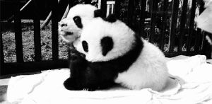 funny,cute,animals,panda