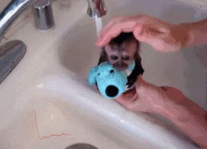baby,monkey,bath