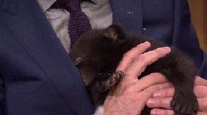 baby bear,holding,funny,jimmy fallon,nbc,pet,cut,cuddle,tonight show starring jimmy fallon,sundays were made for baby bears,where do we get one,thanks jimmy