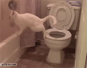 pooping,cat,fail,toilet